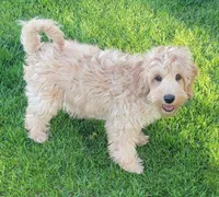 Benny, a male Miniature Goldendoodle for sale in Richland, WA – 4 of 7