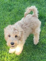 Benny, a male Miniature Goldendoodle for sale in Richland, WA – 5 of 7