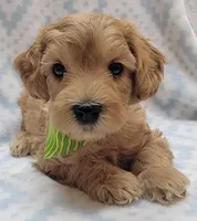 G1 Green Scarf, a male Miniature Goldendoodle for sale in Richland, WA – Photo 1 of 10