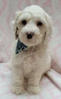 Blue Scarf F, a female Miniature Goldendoodle for sale in Richland, WA – 6 of 7