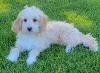 Bella, a female Miniature Goldendoodle for sale in Richland, WA – 6 of 7