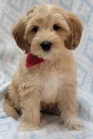 Bella Red Scarf, a male Miniature Goldendoodle for sale in Richland, WA – 2 of 9