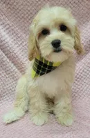 Iris, a female Miniature Goldendoodle for sale in Richland, WA – Photo 3 of 5