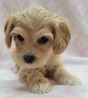 G1 Yellow Scarf, a female Miniature Goldendoodle for sale in Richland, WA – Photo 2 of 7