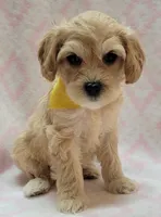 G1 Yellow Scarf, a female Miniature Goldendoodle for sale in Richland, WA – Photo 1 of 7