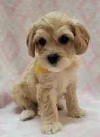 G1 Yellow Scarf, a female Miniature Goldendoodle for sale in Richland, WA – Photo 5 of 7