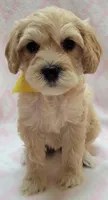 G1 Yellow Scarf, a female Miniature Goldendoodle for sale in Richland, WA – Photo 3 of 7