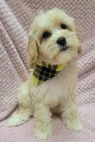 Iris, a female Miniature Goldendoodle for sale in Richland, WA – Photo 2 of 5