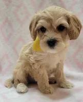 G1 Yellow Scarf, a female Miniature Goldendoodle for sale in Richland, WA – Photo 6 of 7