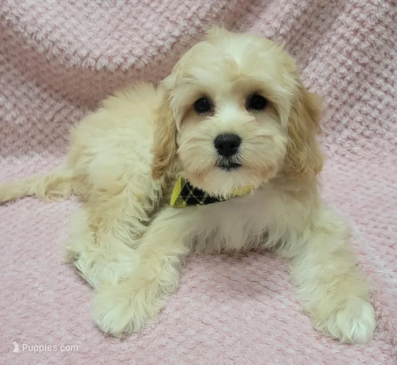 Iris – Miniature Goldendoodle puppy for sale in Richland, WA