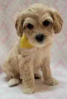 G1 Yellow Scarf, a female Miniature Goldendoodle for sale in Richland, WA – Photo 7 of 7