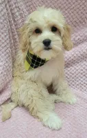 Iris, a female Miniature Goldendoodle for sale in Richland, WA – Photo 4 of 5