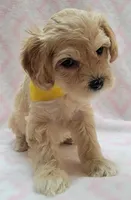 G1 Yellow Scarf, a female Miniature Goldendoodle for sale in Richland, WA – Photo 4 of 7