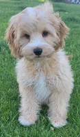 Teddy , a female Miniature Goldendoodle for sale in Richland, WA – 2 of 7