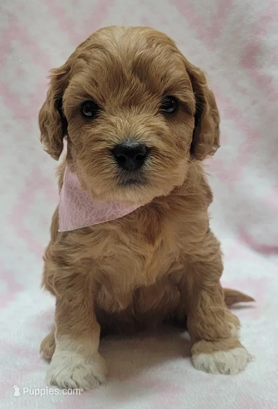 Bella Pink Scarf – Miniature Goldendoodle puppy for sale in Richland, WA