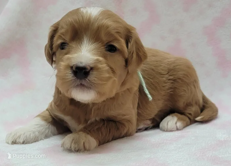 Bella Lt Green Scarf – Miniature Goldendoodle puppy for sale in Richland, WA