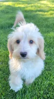 Bella, a female Miniature Goldendoodle for sale in Richland, WA – 7 of 7