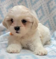 Dixie Orange Scarf, a male Shih Tzu and Miniature Goldendoodle for sale in Richland, WA – 10 of 10