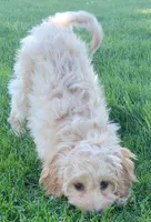 Rosie, a female Miniature Goldendoodle for sale in Richland, WA – 6 of 7