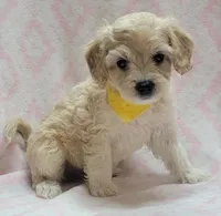 G2 Yellow Scarf, a female Miniature Goldendoodle for sale in Richland, WA – Photo 1 of 8