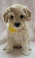 G2 Yellow Scarf, a female Miniature Goldendoodle for sale in Richland, WA – Photo 5 of 8