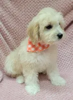 Daisy, a female Miniature Goldendoodle for sale in Richland, WA – Photo 4 of 8