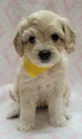 G2 Yellow Scarf, a female Miniature Goldendoodle for sale in Richland, WA – Photo 6 of 8
