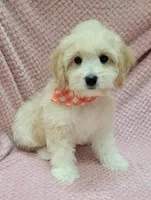 Daisy, a female Miniature Goldendoodle for sale in Richland, WA – Photo 1 of 8