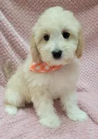 Daisy, a female Miniature Goldendoodle for sale in Richland, WA – Photo 8 of 8