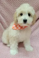 Daisy, a female Miniature Goldendoodle for sale in Richland, WA – Photo 3 of 8