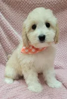 Daisy, a female Miniature Goldendoodle for sale in Richland, WA – Photo 7 of 8