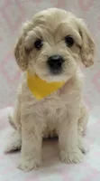 G2 Yellow Scarf, a female Miniature Goldendoodle for sale in Richland, WA – Photo 3 of 8