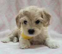 G2 Yellow Scarf, a female Miniature Goldendoodle for sale in Richland, WA – Photo 7 of 8