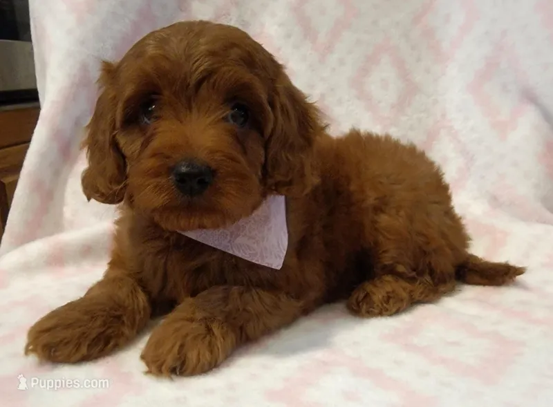 EXTRA SMALL Pink Collar