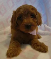 EXTRA SMALL Pink Collar, a female Goldendoodle for sale in Richland, WA – Photo 3 of 6