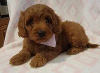 EXTRA SMALL Pink Collar, a female Goldendoodle for sale in Richland, WA – Photo 6 of 6