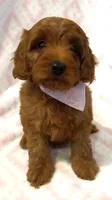 EXTRA SMALL Pink Collar, a female Goldendoodle for sale in Richland, WA – Photo 2 of 6