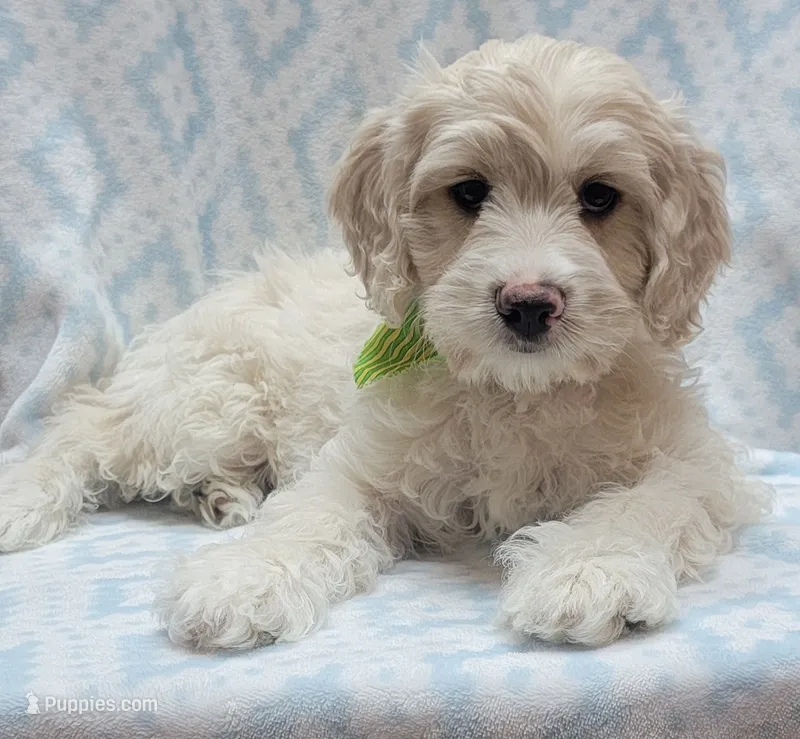 Ivy Green Scarf – Miniature Goldendoodle puppy for sale in Richland, WA