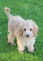 Greta, a female Miniature Goldendoodle for sale in Richland, WA – 5 of 8