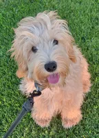 Sam, a male Miniature Goldendoodle for sale in Richland, WA – 5 of 9