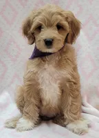 Bella Purple Scarf, a female Miniature Goldendoodle for sale in Richland, WA – 8 of 9