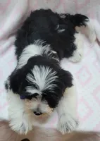 Purple Scarf, a female Shih Tzu and Miniature Goldendoodle for sale in Richland, WA – 2 of 9