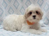 Orange Scarf, a male Shih Tzu and Miniature Goldendoodle for sale in Richland, WA – 7 of 10