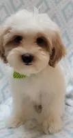 Green Scarf, a male Shih Tzu and Miniature Goldendoodle for sale in Richland, WA – 8 of 10