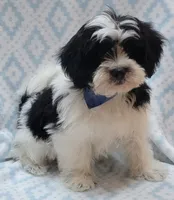 Blue Scarf, a male Shih Tzu and Miniature Goldendoodle for sale in Richland, WA – 10 of 10