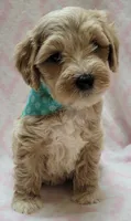 Teal Scarf, a female Miniature Goldendoodle for sale in Richland, WA – 6 of 6