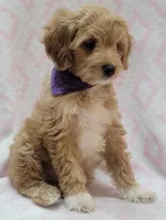 Bella Purple Scarf, a female Miniature Goldendoodle for sale in Richland, WA – 7 of 9