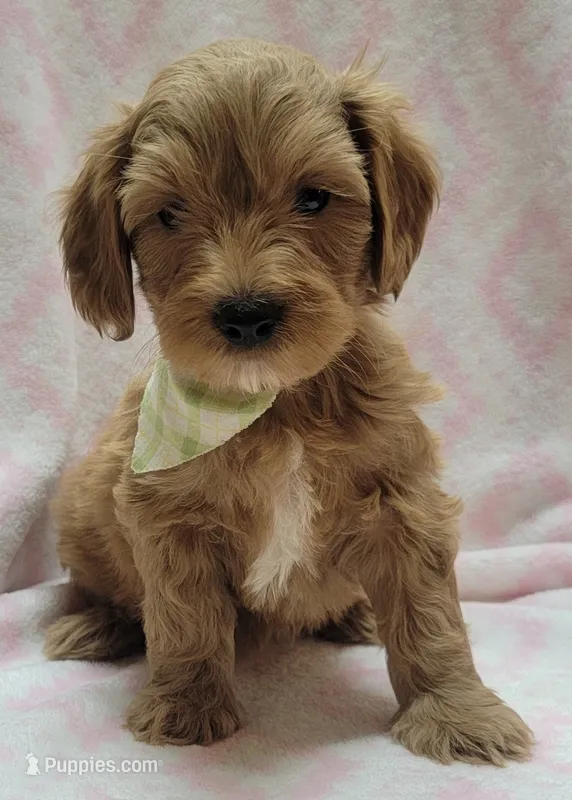 Light Green Scarf – Miniature Goldendoodle puppy for sale in Richland, WA