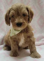 Light Green Scarf, a female Miniature Goldendoodle for sale in Richland, WA – 1 of 4
