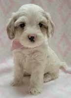 G2 Pink Scarf, a female Miniature Goldendoodle for sale in Richland, WA – Photo 9 of 9